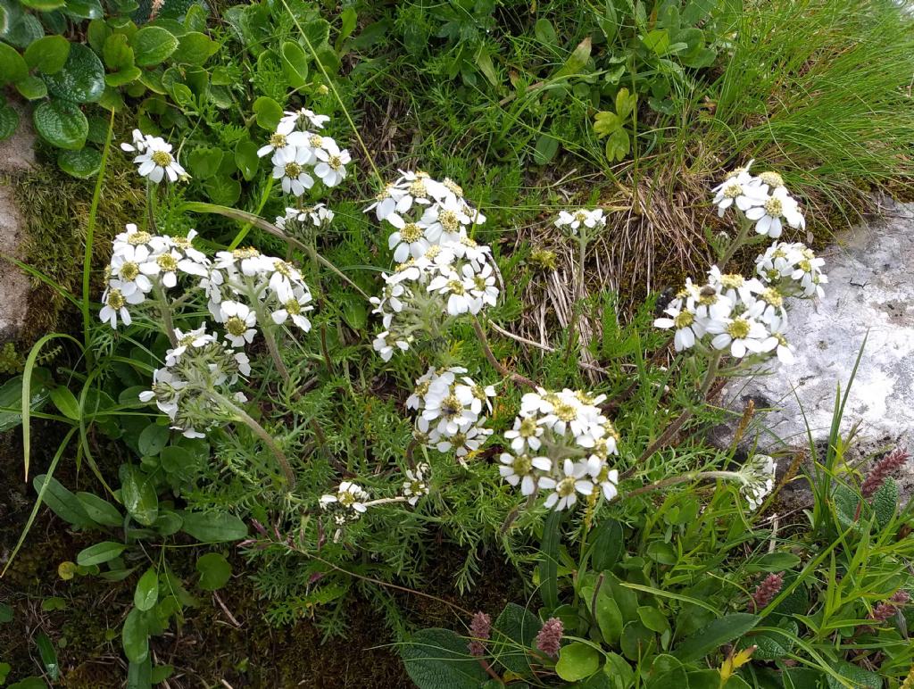 quale Achillea?